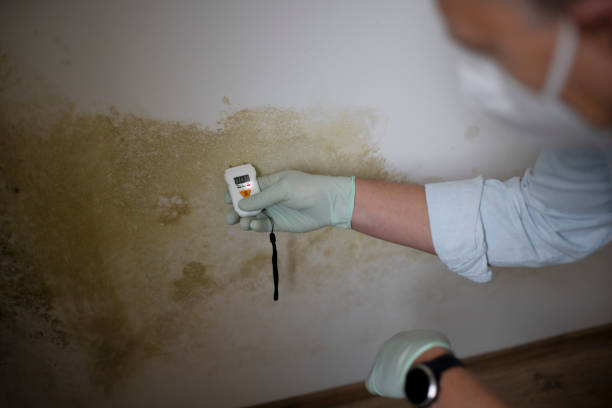 Best Kitchen Mold Remediation in Queen City, TX