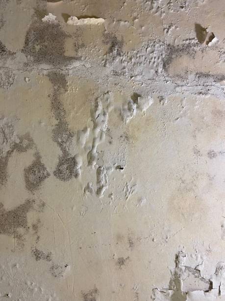Best Mold Remediation for Specific Building Types in Queen City, TX