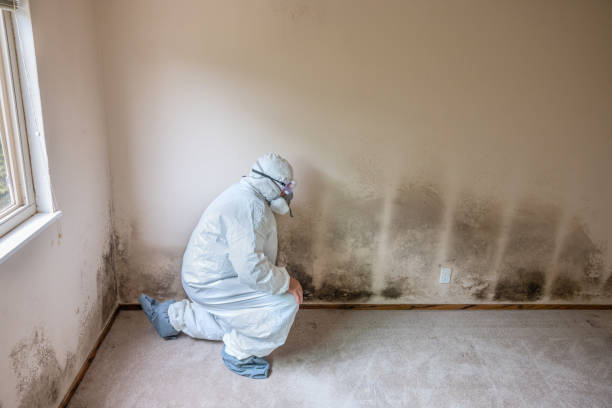 Best Post-Remediation Services in Queen City, TX