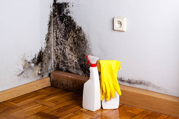 Queen City, TX Mold Remediation Company