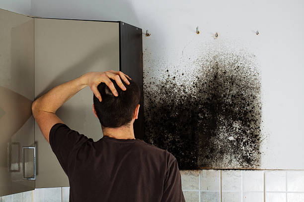 Best Health and Safety Mold Remediation in Queen City, TX