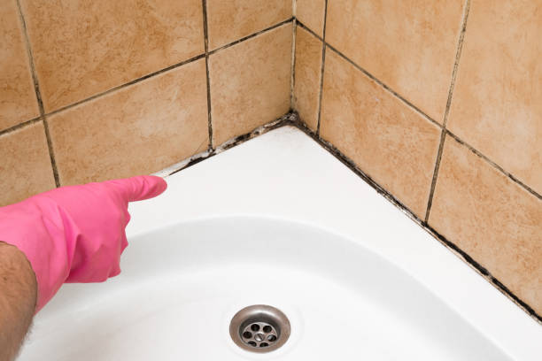 Best Mold Remediation for Specific Building Types in Queen City, TX